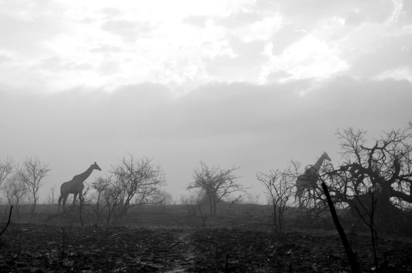 Self Drive Safari in South Africa