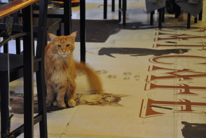 Cat Cafe - 7 delicious things to eat in Budapest