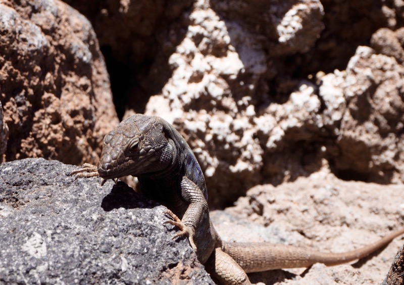 Thoughts I Had in Tenerife - lizard at Teide National Park