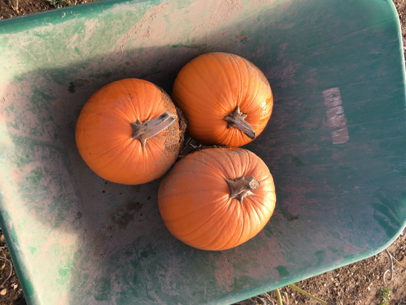 Wheelbarrow filled with pumpkins: Pumpkin Picking in Kent