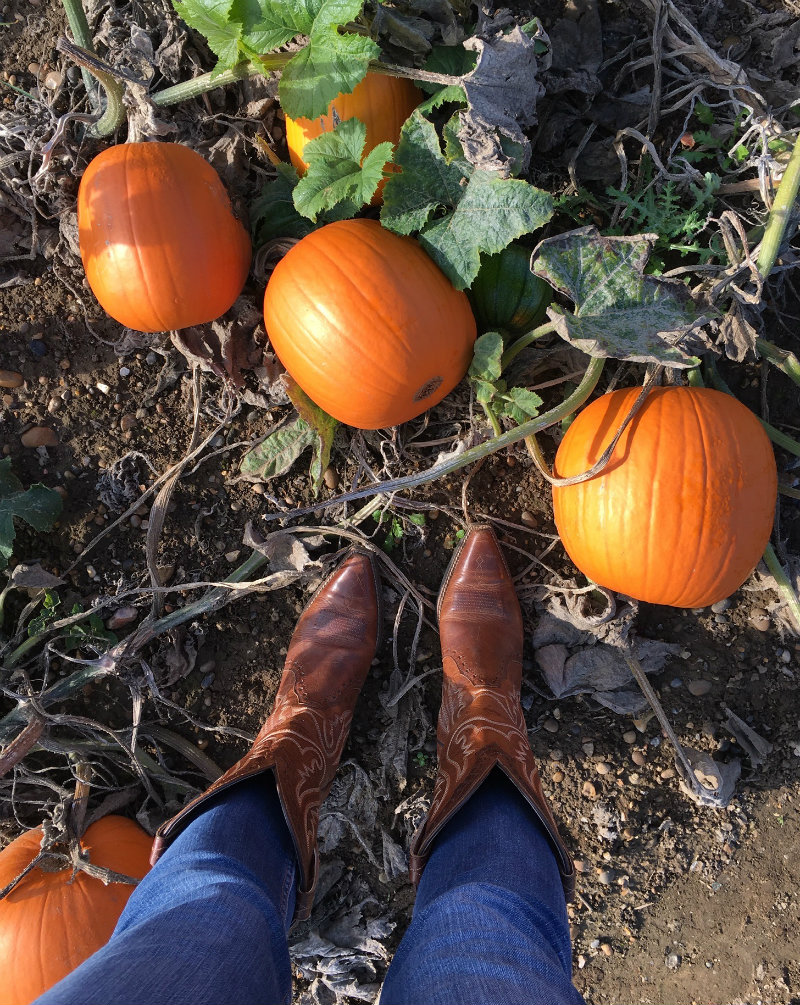 Boots and pumpkins in pumpkin patch: Pumpkin Picking in Kent
