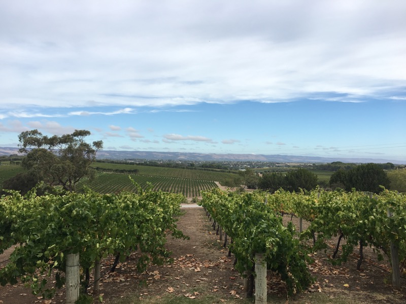 Vineyards in Adelaide - A Writer's Diary: A Year in the Life of an Author #3