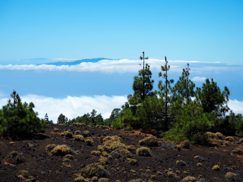 View from Teide National Park, Tenerife - trees and rocks in the foreground, low clouds in the background