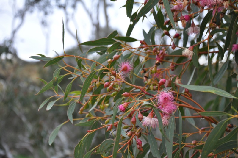 Close-up of Australian native flower