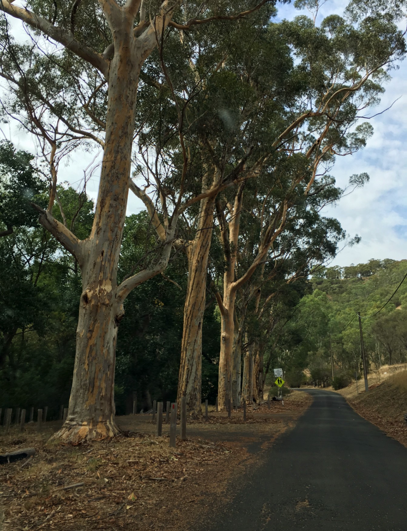 Brown Hill Creek - a road lined with tall eucalyptus trees, more greenery in the background